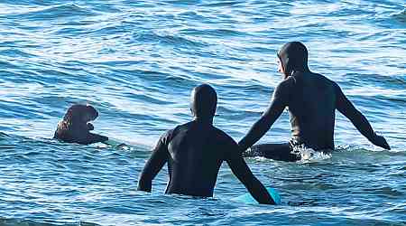 Surfing sea otter clambers onto board in B.C., prompting warning