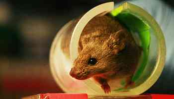 A Rodent Researcher Told Us How to Keep Mice Away This Winter