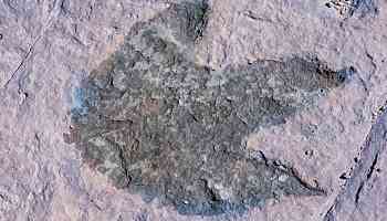 Biggest Dinosaur Trackway in the UK With More Than 200 Footprints Reportedly Discovered