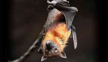 Common Noctule Bats Use Warm Winds to Migrate More Than 1000 km Across Europe, Claims Study