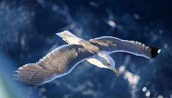 Bird-Inspired Wing Design Could Boost Performance of Aeroplanes, Claims Study