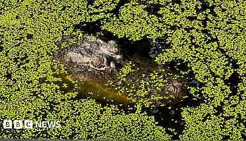 To conserve or cull? Life in Australia's crocodile capital