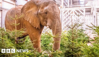 Zoo recycles old Christmas trees - and the animals love it