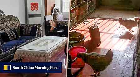 China renter converts flat into chicken farm, causing foul odor, damage to property