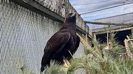 Nova Scotia wildlife centre waiting on good weather to release wandering golden eagle