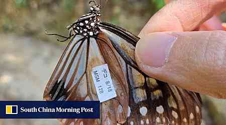 Rare butterfly flies 3,000km from Japan to Hong Kong in migratory record