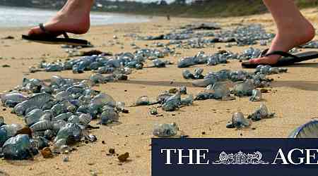 The three Sydney beaches that revealed how to dodge bluebottles