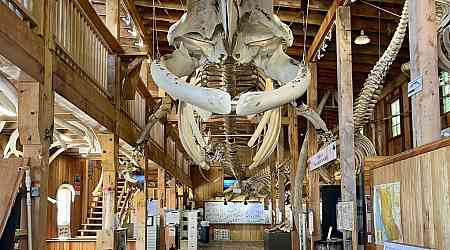 Museum of whale skeletons, painstakingly rebuilt over years, consumed by B.C. fire 