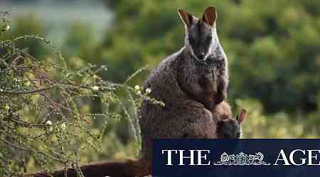 Endangered wallabies survive Grampians fire but starvation threatens