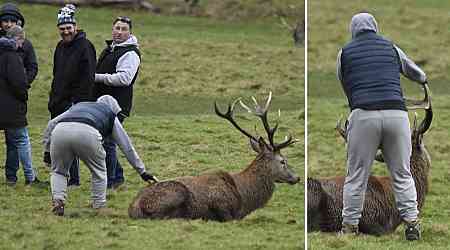 Shocking moment group of yobs assault wild stag by pulling its antlers