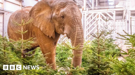 Zoo recycles old Christmas trees - and the animals love it