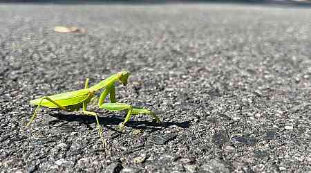 Parasitic worms 'manipulate' mantises onto asphalt roads, say researchers