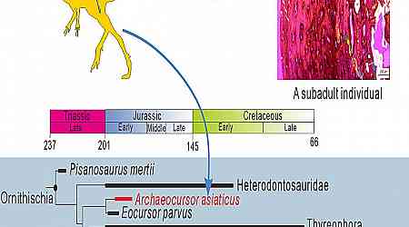 New dinosaur, Archaeocursor asiaticus, hints at early Gondwana to Laurasia migration