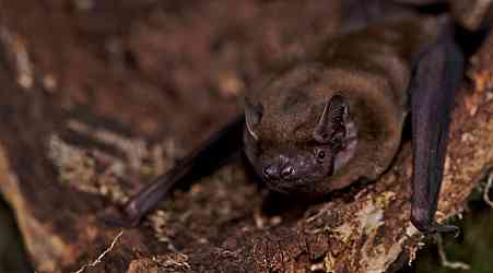 Bats catch a lift from storm winds on long-distance migrations