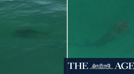 Close encounters with sharks at Perth beaches