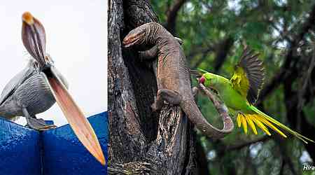 Feisty Parakeet Bites Lizard in Winning Image of SINWP Bird Photographer of the Year