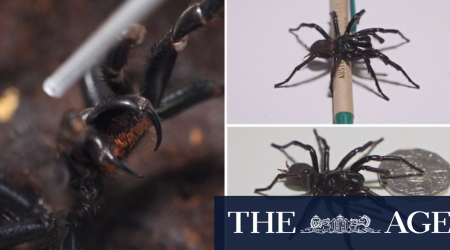 Biggest funnel-web spider ever handed in to Australian Reptile Park