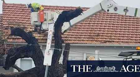 Tree crashes into Melbourne home months after council deemed it safe