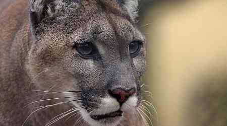 'Aggressive cougar' closes popular Vancouver Island hiking trail