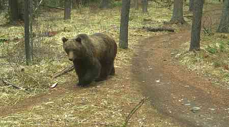 Busy Bow River Valley trails impacting lives of grizzly bears and wolves