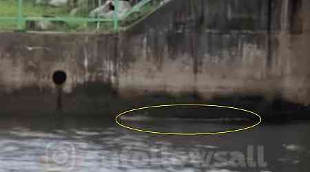 Crocodile spotted near Yishun Dam, NParks provides advisory