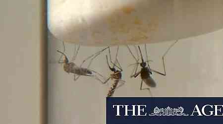 Genetically modified mosquitoes could combat deadly diseases, scientists say 