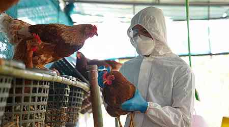 Macao bans some poultry imports as bird flu continues to spread globally