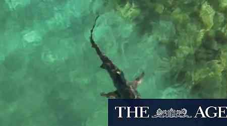 Swimmers flee as shark infiltrates net at WA beach