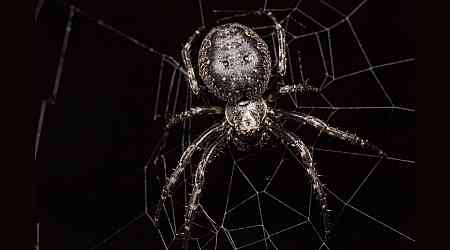 Spiders Detect Smells Through Leg Hairs, Claims New Study