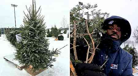 Check out the Christmas trees getting a 2nd life in this Montreal park