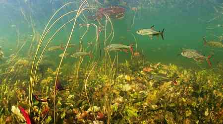 Study documents extinction threats to world's freshwater species