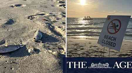 Get out of the water: Beachgoers ignore warnings amid mass fish kill