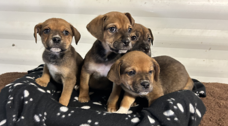 Puppies found freezing on the side of Middlesex road headed for rescue agency