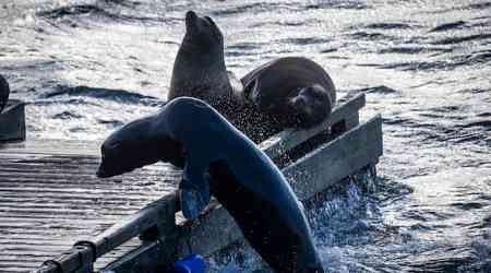 Barking sea lions on B.C.'s Bowen Island are music to the ears of this conservationist