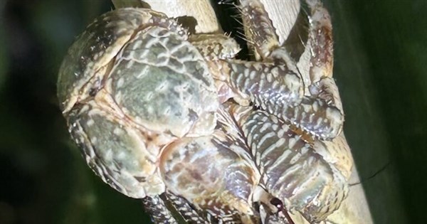 Coconut crabs observed self-sustaining in the wild on Green Island