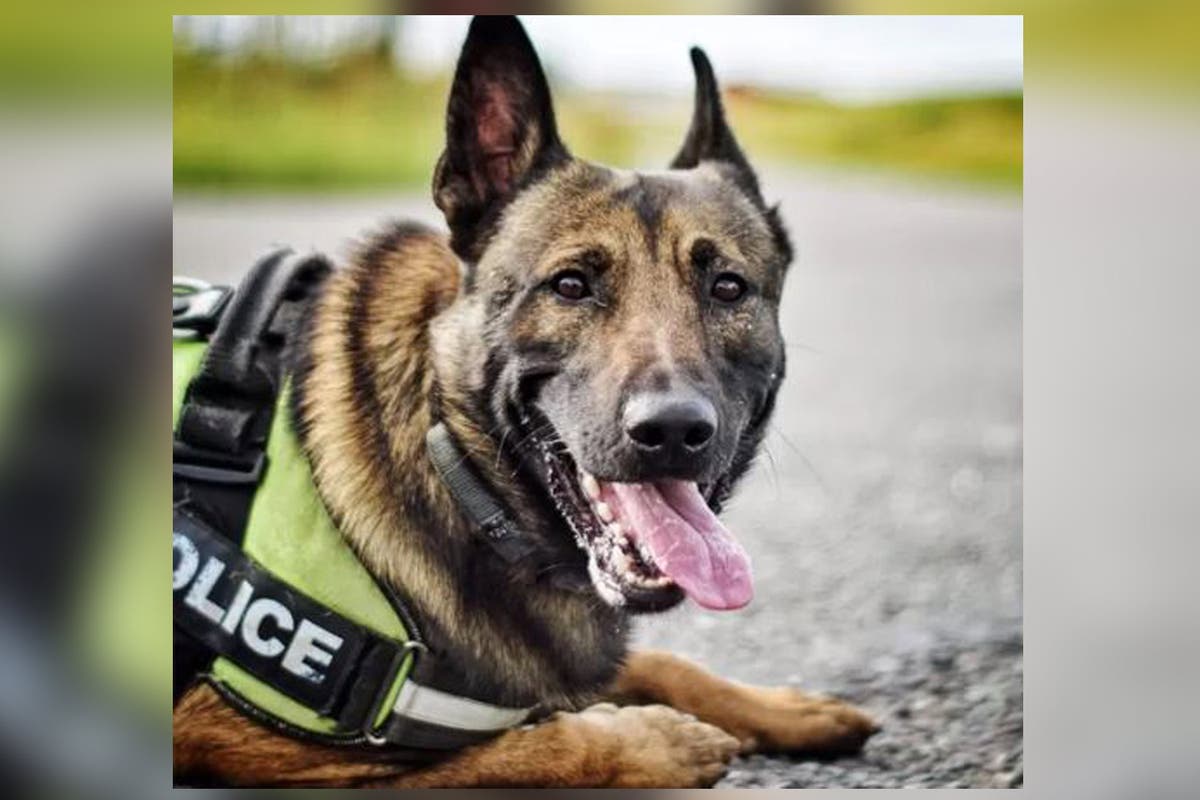 Police dog shot dead after mauling handler during search for missing person in Lancashire