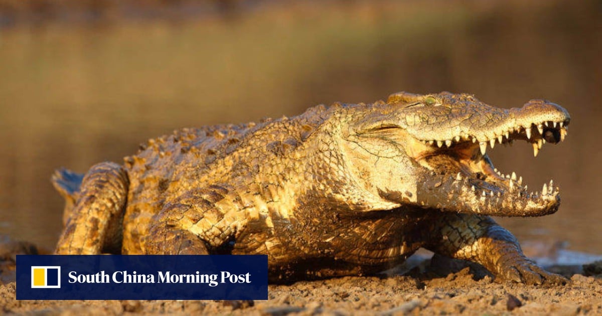 Why giant carnivorous crocodiles are drawn to the sound of babies crying: study