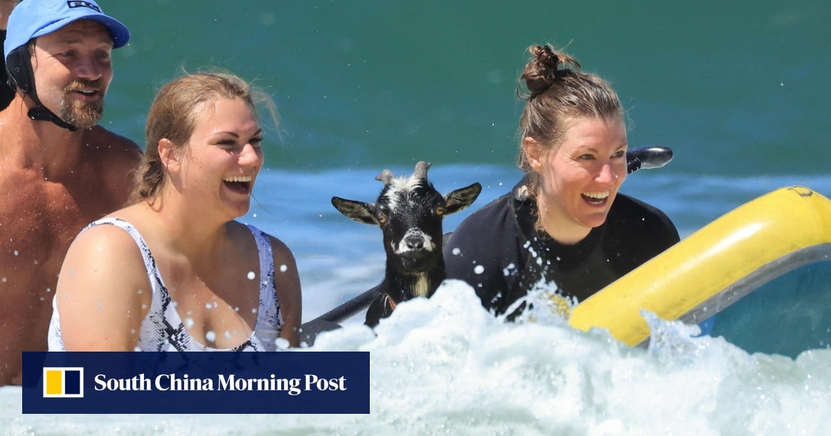 Goat vibrations: animals teach surfers in California