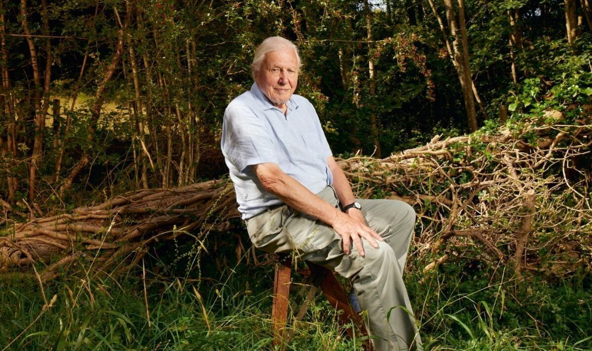 Planet Earth producer addresses whether it can continue without David Attenborough
