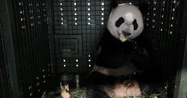 A new chapter: Le Le safely arrives in Chengdu, now serving quarantine