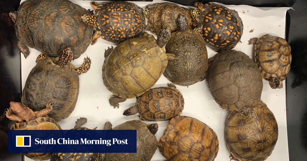 Hong Kong customs arrests 2 passengers over suspected smuggling of tiger teeth, pangolin meat and live turtles