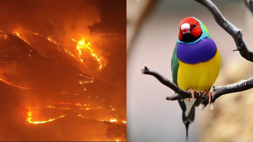 Lake Argyle blazes thought to be sparked by campfires scorch Gouldian finch habitat
