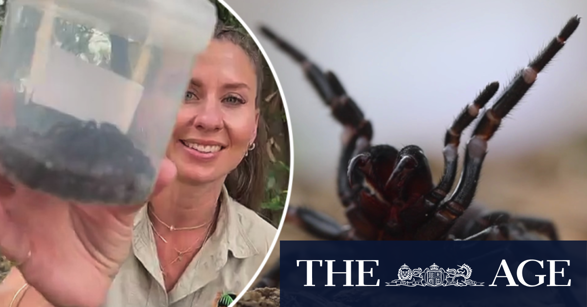 Largest funnel web spider in history found in Newcastle