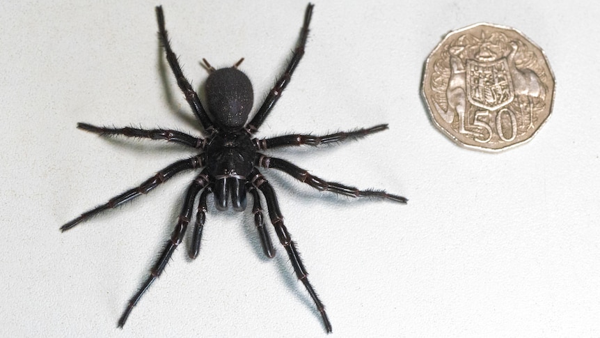 Lethal Sydney funnel-web spider 'Hercules' sets record for largest specimen collected in Australia