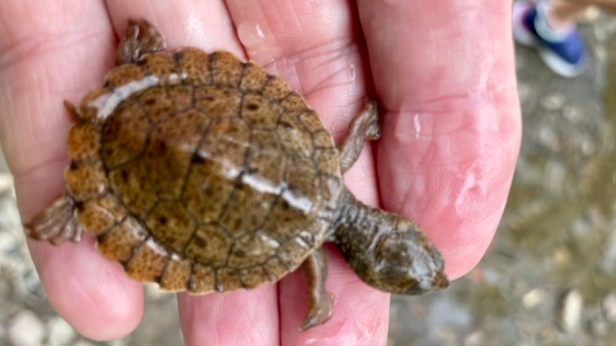 Researchers probe mass deaths of 'bum-breathing' Mary River turtle babies