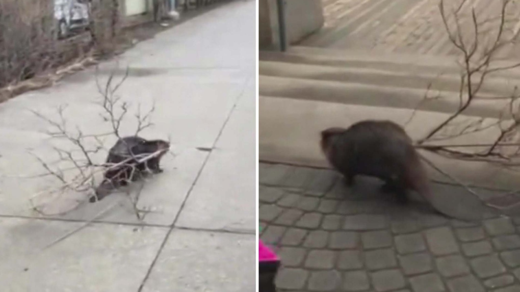 Video shows beaver roaming Toronto waterfront unfazed by public
