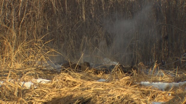 Alberta has dozens of wildfires still burning this winter. Here's why.
