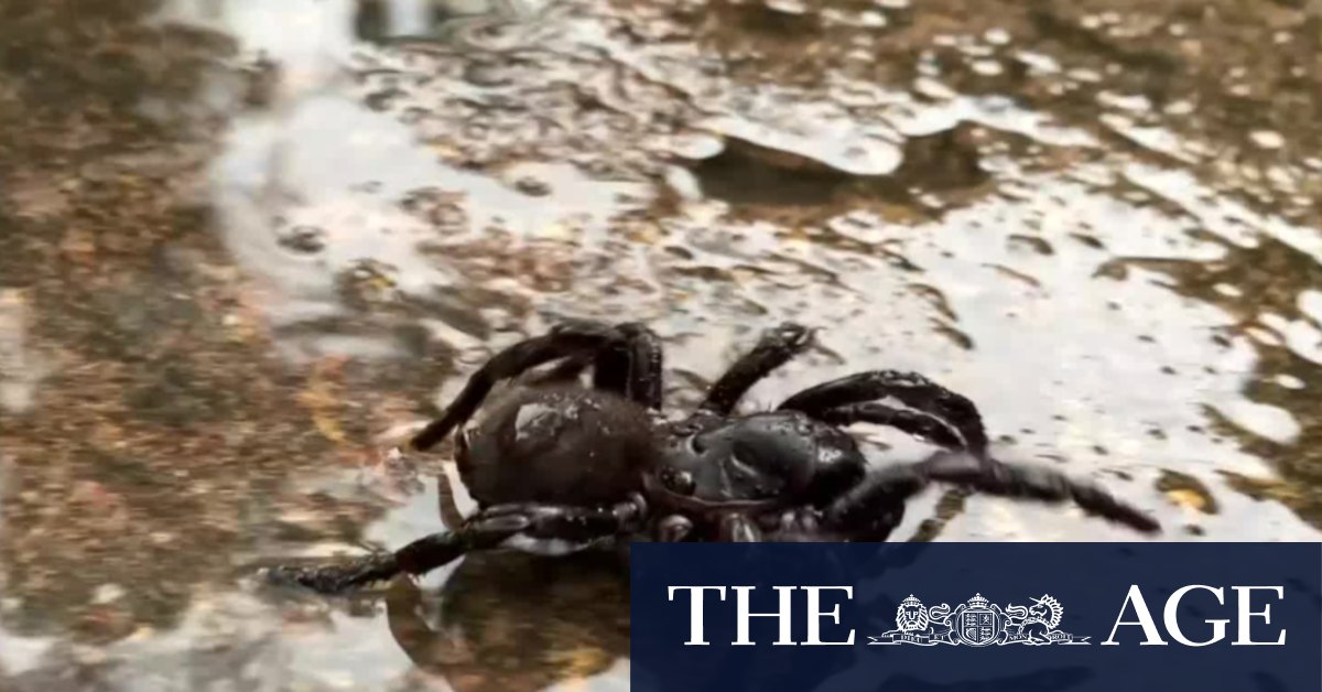 Funnel Webb spider numbers surge due to recent hot weather