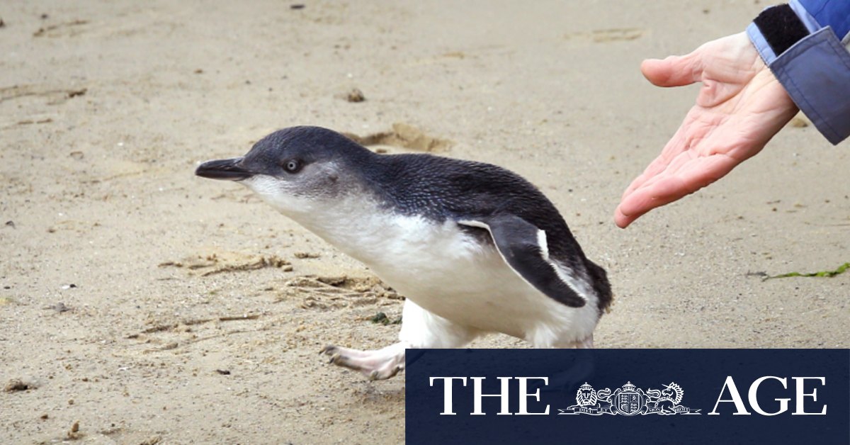 Hunt for alleged penguin kickers after St Kilda attack