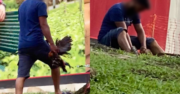 Man allegedly captures and kills free-roaming chicken at Pasir Ris Park, NParks investigating